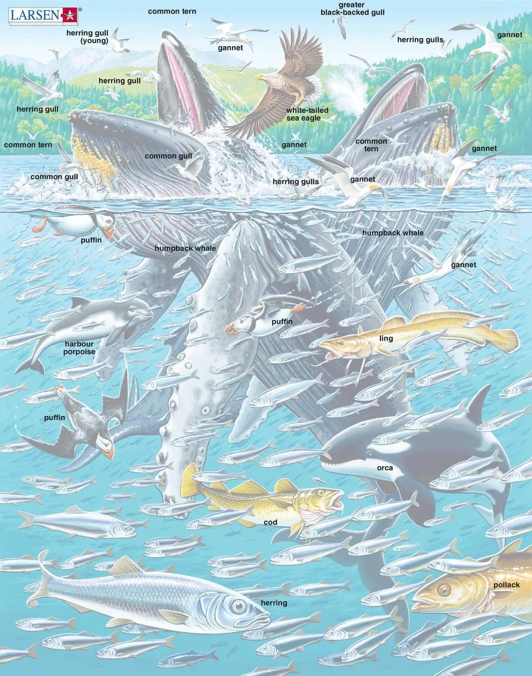 LARSEN puslispæl, Hvalir - 36,5 x 28,5 cm (50)